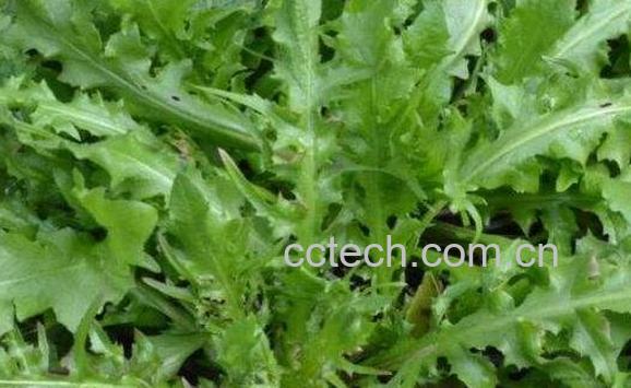 吃荠菜的禁忌额哪些 哪些人不能吃荠菜-0