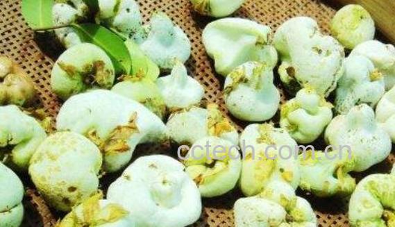 茶泡果的功效与作用 茶泡果是怎么形成的-1