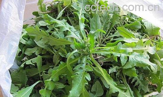 吃荠菜的禁忌额哪些 哪些人不能吃荠菜-1