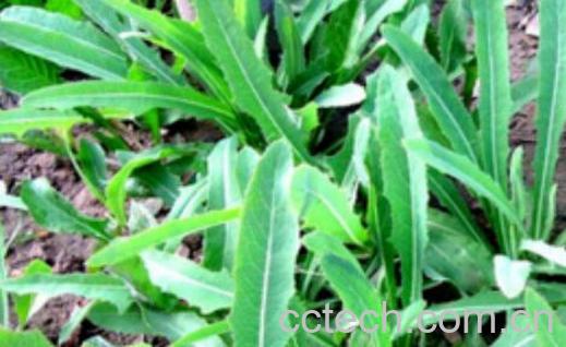 曲麻菜晒干泡水有什么功效-1