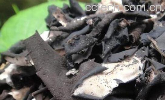 石耳如何洗 石耳正确清洗方法-1