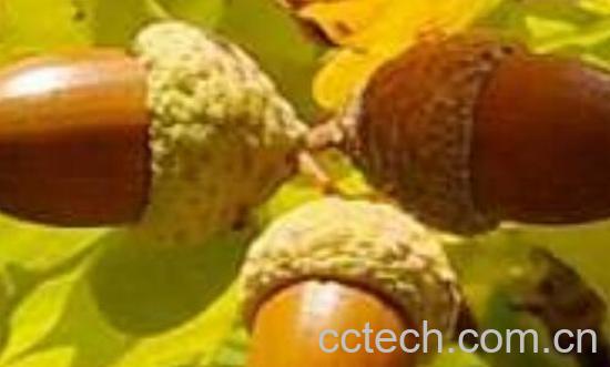 橡实的功效与作用 橡实怎么吃-0