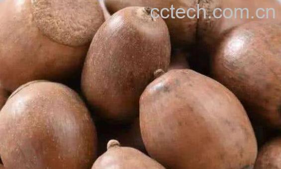 橡实的功效与作用 橡实怎么吃-1