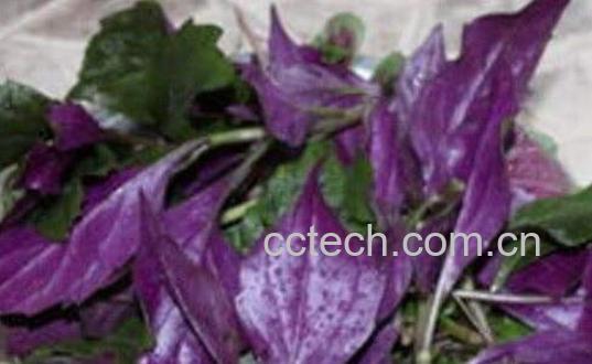 紫色的野菜有哪些-1