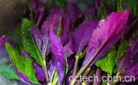 紫色的野菜有哪些-0