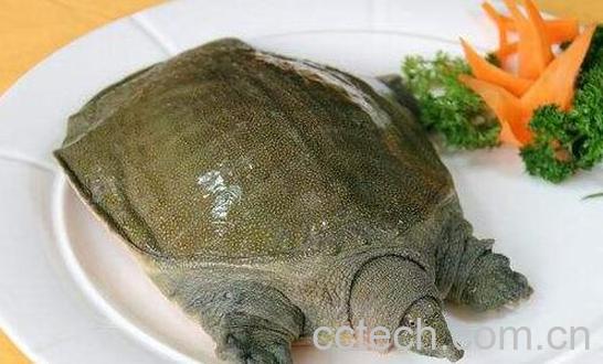 甲鱼的功效与作用及禁忌-0