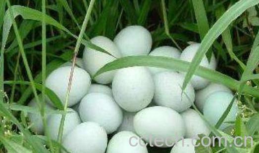 乌鸡蛋对女性的好处 乌鸡蛋不适合什么人吃-0