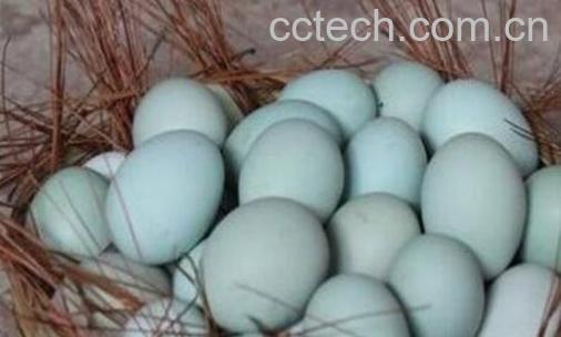 鸡蛋和乌鸡蛋的区别营养 吃鸡蛋的好处-1