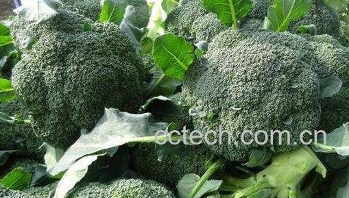 青花菜和白花菜的区别 青花菜的吃法-0