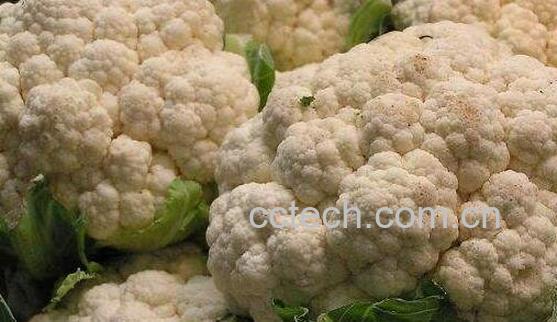 青花菜和白花菜的区别 青花菜的吃法-1