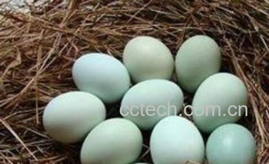 乌鸡蛋的功效与禁忌-1