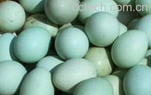 乌鸡蛋的功效与禁忌-0