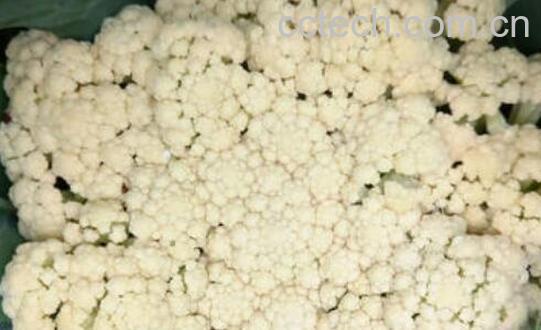 白花菜和松花菜的区别 吃白花菜的好处-0