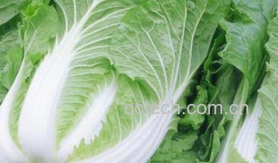 花椰菜和大白菜的区别-1