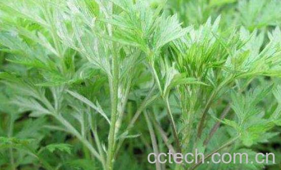 什么样的野蒿子不能吃 野蒿子的吃法-0