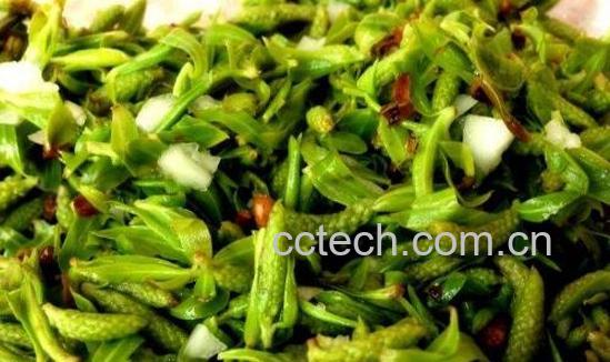 凉拌柳芽的功效与作用-0