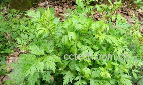 吃野蒿子有什么好处-1