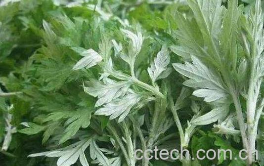 吃野蒿子有什么好处-0