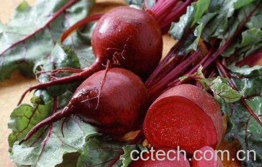 甜菜头的功效与作用 甜菜头的禁忌-0