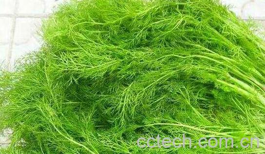 茴香菜的功效与作用 茴香菜的吃法-1