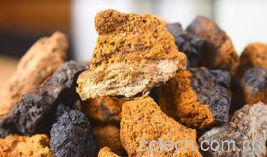 白桦茸的作用和功效 白桦茸的食用方法-0