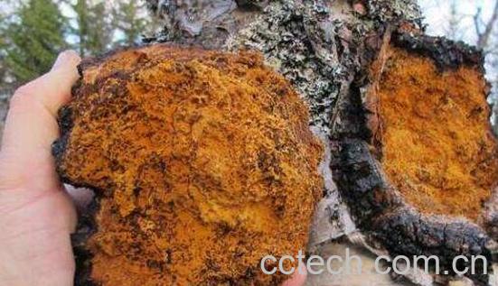 白桦茸的作用和功效 白桦茸的食用方法-1