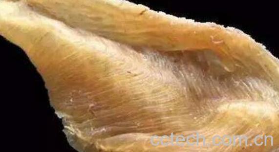 蜘蛛胶的功效与禁忌-0