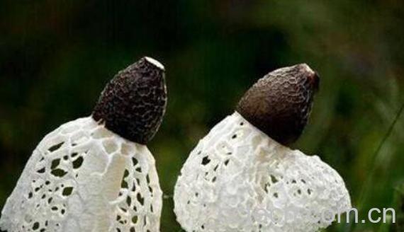 竹笋菌的功效与作用 吃竹笋菌的好处-0