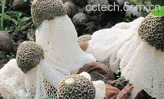 竹笋菌的功效与作用 吃竹笋菌的好处-1