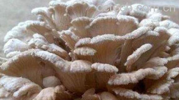 云南白参菌的功效与作用-0