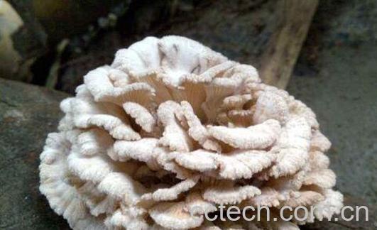 云南白参菌的功效与作用-1