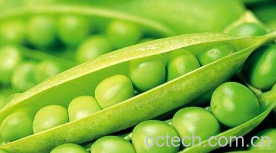 什么人不能吃豌豆 吃豌豆的禁忌有哪些-0