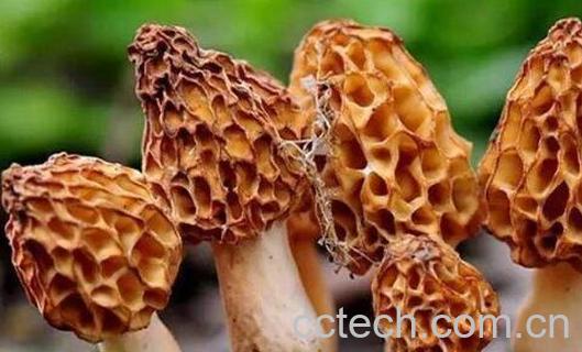 羊肚菌的功效和禁忌-0