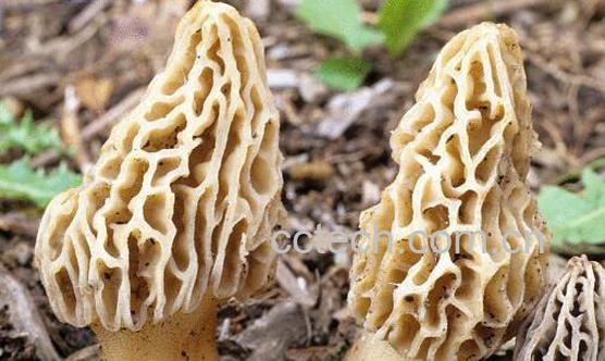 羊肚菌的功效和禁忌-1