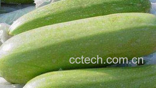 西葫芦与嫩南瓜的区别-0