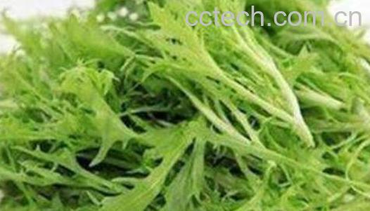 苦苣菜的功效与作用 苦苣菜的做法教程-1