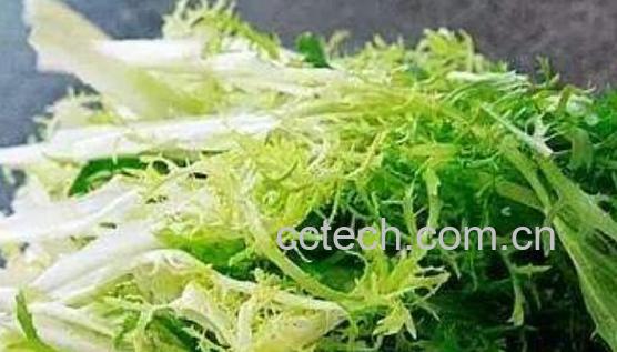 苦苣菜的功效与作用 苦苣菜的做法教程-0