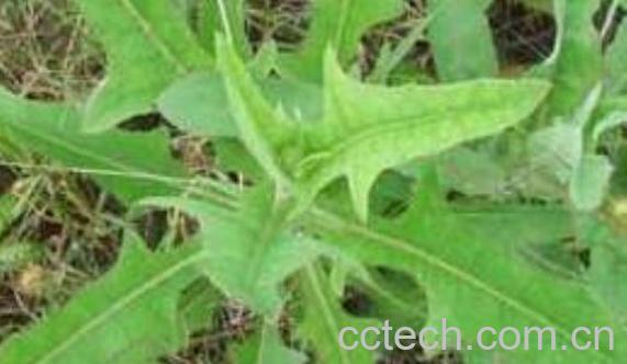 山苦荬的功效与作用 吃山苦荬的好处-0