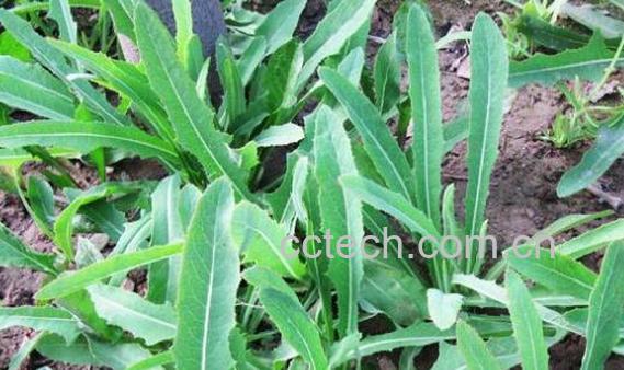 苣荬菜的功效与作用-1