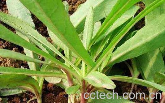 山苦荬的功效与作用 吃山苦荬的好处-1