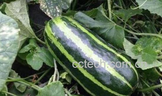 菜瓜和西葫芦怎么区分-1