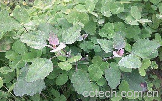 有毒灰菜与灰菜的区别 吃灰菜的好处-0