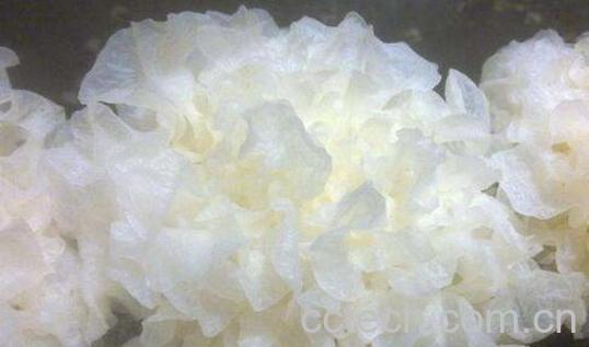 鲜银耳的吃法与禁忌-1