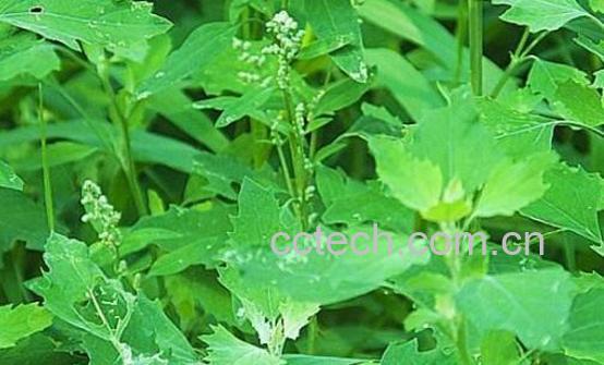 有毒灰菜与灰菜的区别 吃灰菜的好处-1