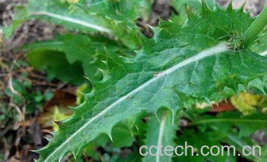 花叶滇苦菜能不能吃 花叶滇苦菜怎么食用-1