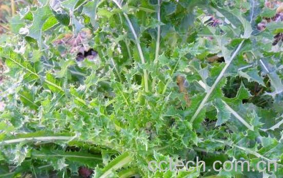 花叶滇苦菜能不能吃 花叶滇苦菜怎么食用-0