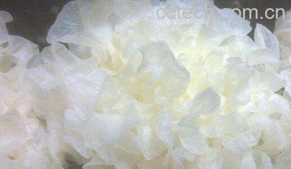 新鲜银耳怎么处理去毒 吃鲜活银耳注意事项-1