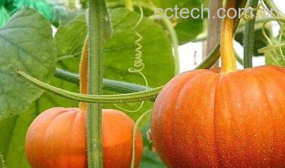 老南瓜与嫩南瓜的功效-0