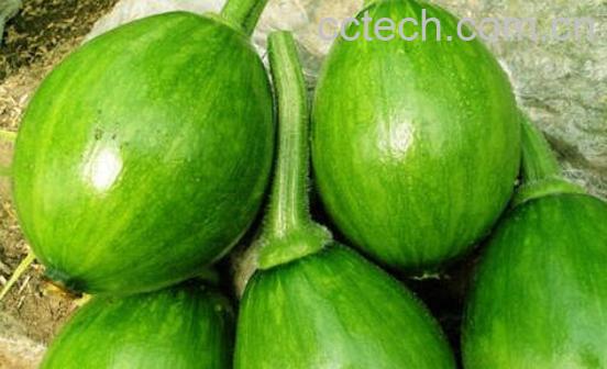 老南瓜与嫩南瓜的功效-1