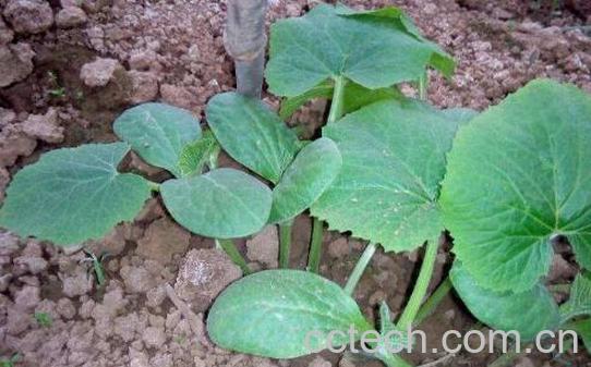 西葫芦苗与南瓜苗的区别 南瓜苗的功效与作用-0